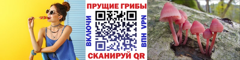 Галлюциногенные грибы Cubensis МЕГА как зайти Качканар что такое наркотик